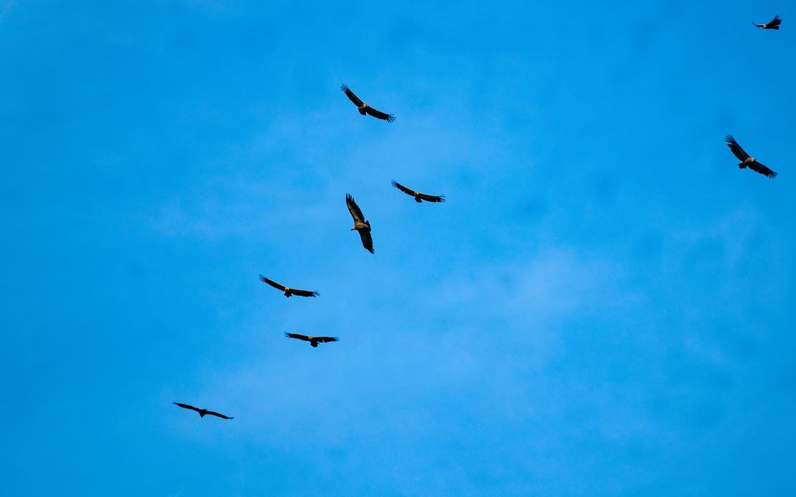 Vol de vautours fauves dans le ciel